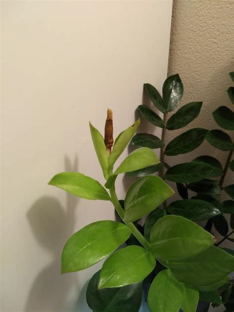 Whats Wrong With The New Branch On My Zz Plant Rplantclinic
