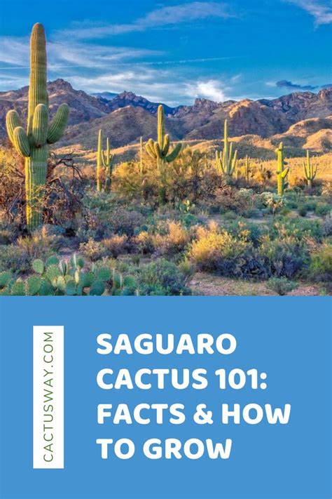 Saguaro Cactus 101 Facts And How To Grow