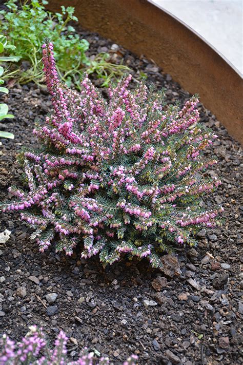 Wildscreen's arkive project was launched in 2003 and grew to become the world's biggest encyclopaedia of life on earth. Mediterranean Pink Heath (Erica x darleyensis ...