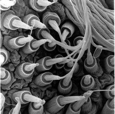 Everypixel aggregates free photos from more than 40 image sources. Spider's silk-producing spigots under an electron ...