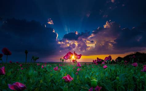 Nature Landscape Sun Rays Sunset Spring Flowers