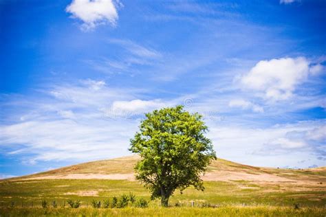 Lone Tree In A Beautiful Summer Landscape Stock Image Image Of