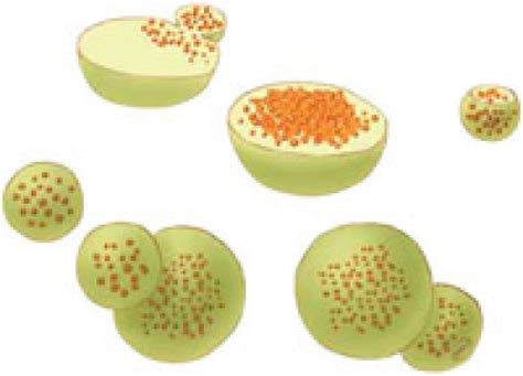 According to research from princeton university, in animals, lysosomes assist the body with digesting nutrients from food. animal cell