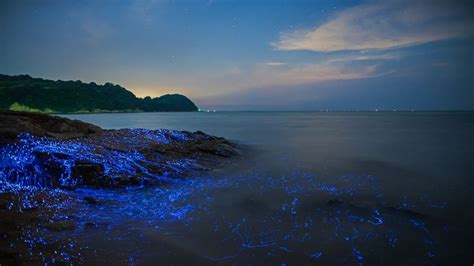 Bioluminescent Sea Fireflies Along The Shore Of Okayama Japan Bing