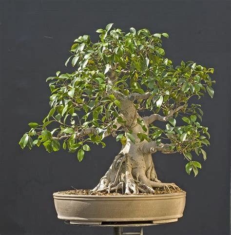 5 out of 5 stars. Walter Pall Bonsai Adventures: big impressive ficus for ...