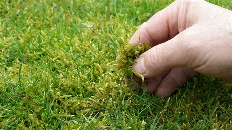 How To Get Rid Of Moss In Lawns 4 Simple Ways