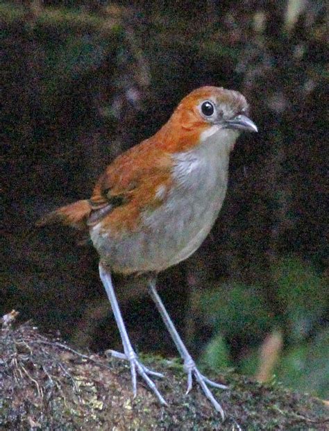 Ecu1260d03229a White Bellied Antpitta At San Isidro Lodg Flickr