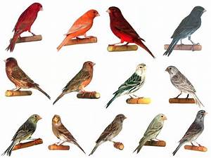 Types Of Birds Weneedfun
