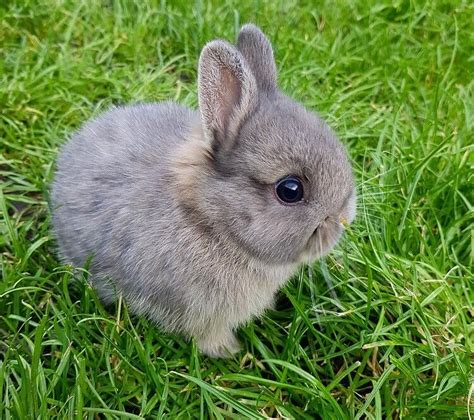 Collection 94 Pictures Images Of Baby Dwarf Bunnies Sharp
