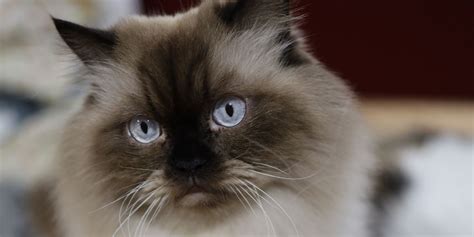 How About Them Himalayan Cats 5 Facts About These Adorable Felines