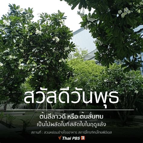 We would like to show you a description here but the site won't allow us. ต้นลีลาวดี - Thai PBS สวัสดีทุกสีวัน