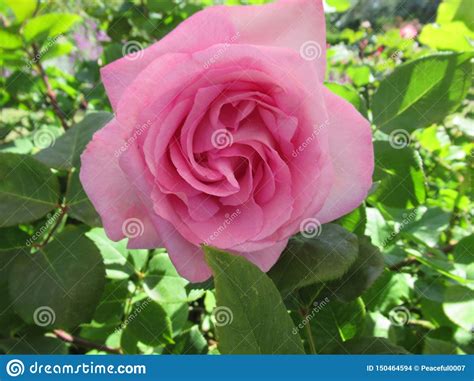Maybe you would like to learn more about one of these? Gorgeous Attractive Pink Rose Flowers Blossom In June 2019 ...