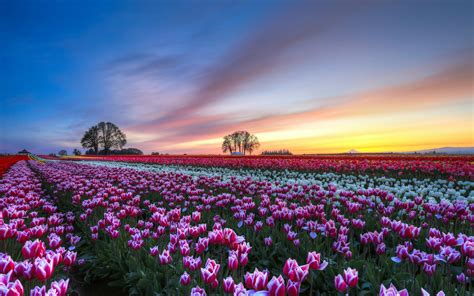 Tulips Flower Field Evening Sunset Colorful Scenery Wallpaper