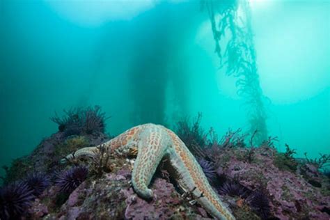 Olympic Coast National Marine Sanctuary Foundation