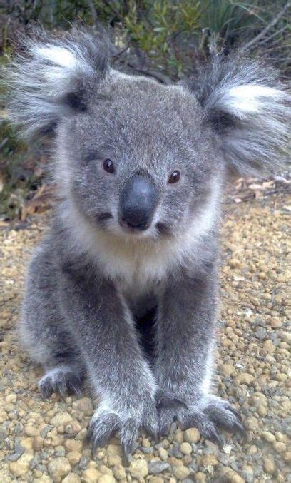 Vanessa Nichole Cute Animals Koala Koalas