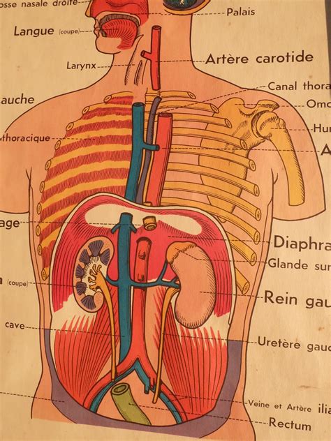 Anatomie Corps Humain Muscles 19662 The Best Porn Website