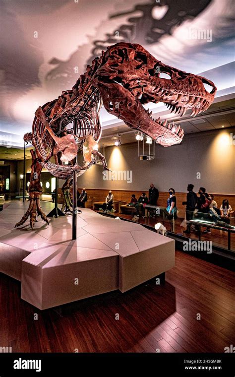 View Of The Famous Fossil Of Sue A Huge T Rex At The Evolving Planet
