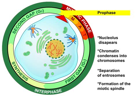 Stages Of The Cell Cycle Mitosis Interphase And Prophase Owlcation