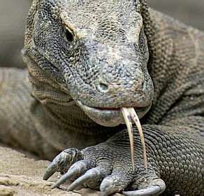 O dragão de komodo é o maior lagarto do mundo, chega a medir 3 metros de comprimento e pesar incrível vídeo de um réptil da ilha komodo, (acho que é ilha), onde um dragão de komodo engole. O Dragão de Komodo