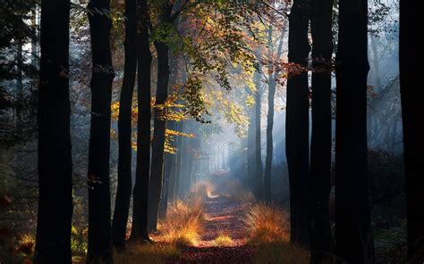 Nature Mist Path Forest Grass Sun Rays Morning Trees Fall