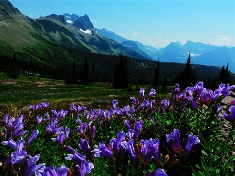 Wildflower Bloom In Glacier National Park Montana Wildflowers Glacier