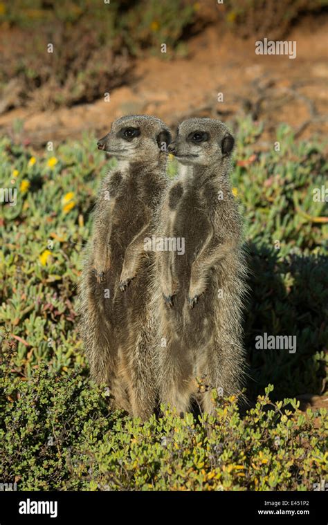 Two Meerkats Suricata Suricatta Little Karoo Western Cape Province