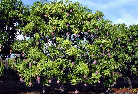 Sementara untuk ayah bunda yang mencari gambar buah mangga bisa dilihat di sini. Mystery In The World: Nama Pohon/Tanaman Langka Indonesia