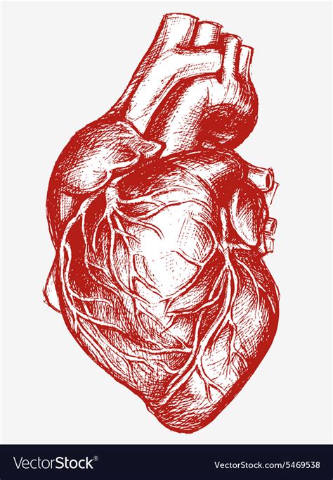 Human Heart Drawing Line Work Royalty Free Vector Image
