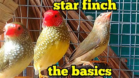 How To Take Care Of Star Finches Difference Between Star Finch Male