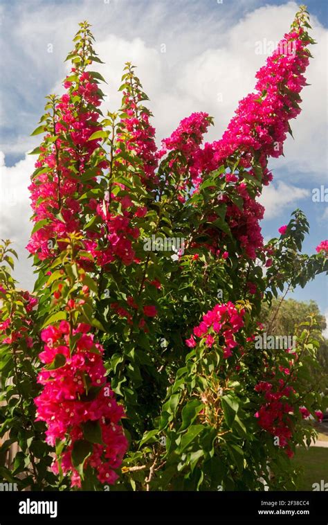 Bougainvillea Red Flower Hi Res Stock Photography And Images Alamy
