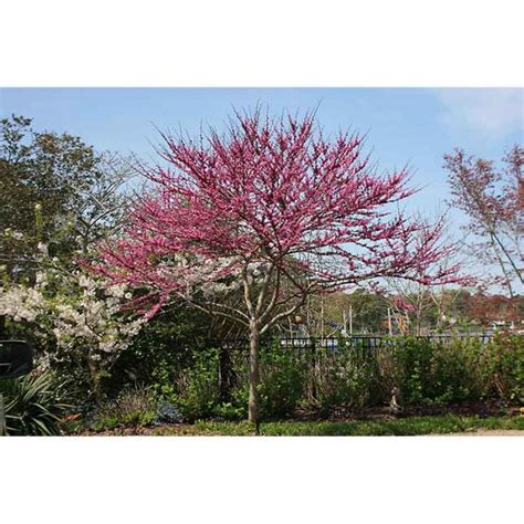 Cercis Canadensis Forest Pansy Redbud Tidewater Trees