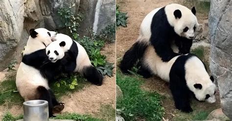 With Zoo In Hong Kong Closed Due To Covid 19 Pandas Finally Have Sex
