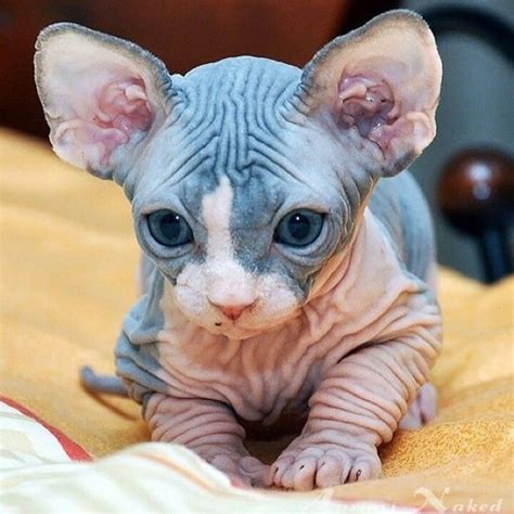 Pin By Louella Ryan On Cat Kitty Cute Hairless Cat Baby Cats