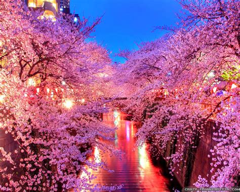 Cerisier Japonais En Fleur Wallpaper Fleurs De Cerisiers Japonais