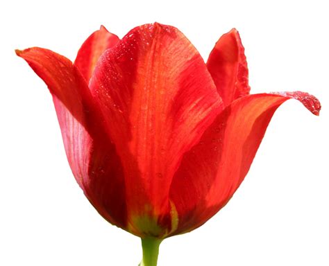 Tulip Png Image Purepng Free Transparent Cc0 Png Image Library