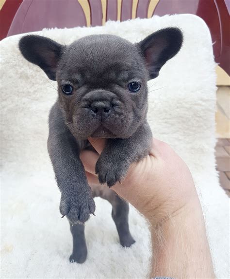 Thank you for your interest in our sweet babies. For sale: PABLO, solid mini blue boy Serious inquiries to ...