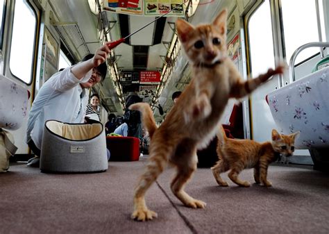 Japan Opens Its First Cat Train Catman