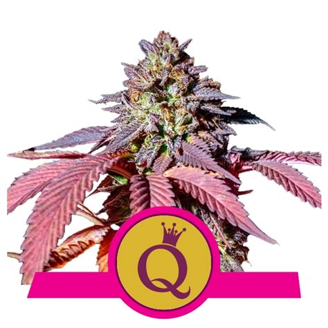 Purple Queen 👑 Wietzaadjes Royal Queen Seeds