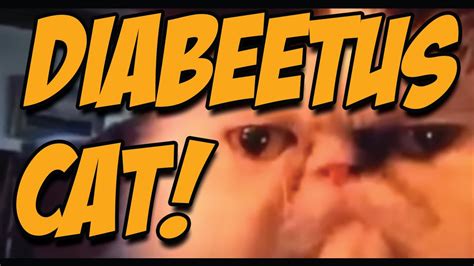 Diabetus Cat Vine Youtube