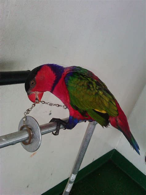 Cara Merawat Burung Nuri Supaya Cepat Bisa Bicara