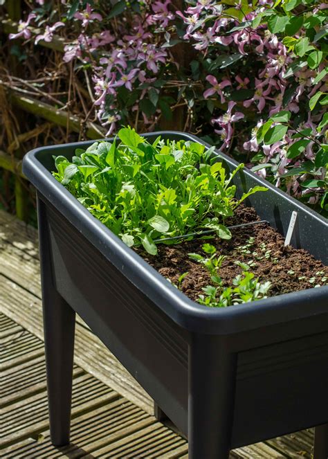 Container Gardening Ten Easy Vegetables To Grow In Pots And How To Do