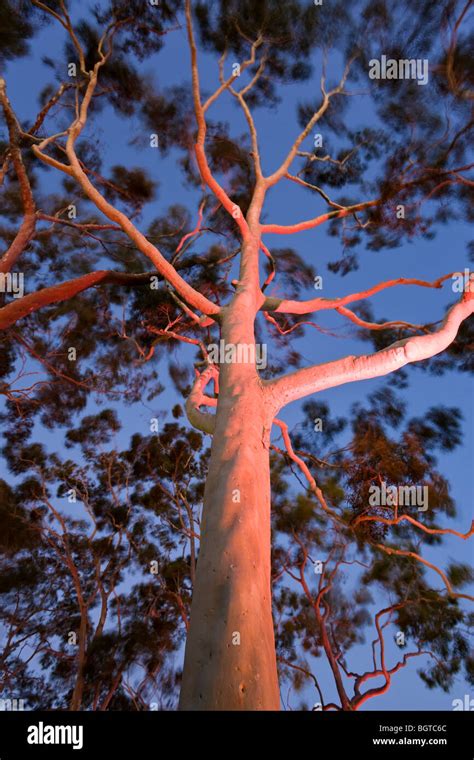 Mature Lemon Scented Gum Trees Eucalyptus Citriodora In Kings Park