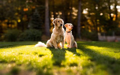 Nature Golden Retrievers Dog Bokeh Depth Of Field Sunlight