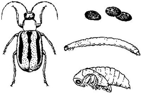 Pesticide misuse may also present other risks, such following australian standards will also encourage best practice in pesticide management. Ask Surly Amy: GMO's and Superbugs - Skepchick