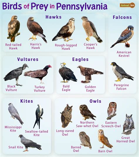 Birds Of Prey In Pennsylvania Facts List Pictures
