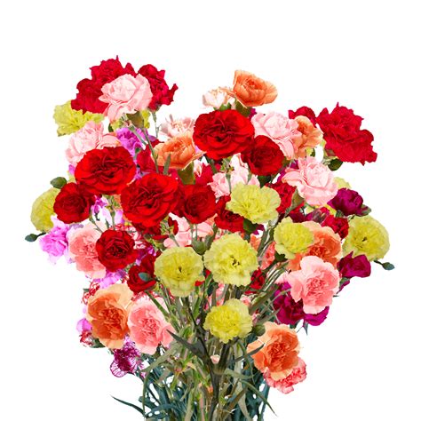 Assorted Mini Carnations Cheap | GlobalRose