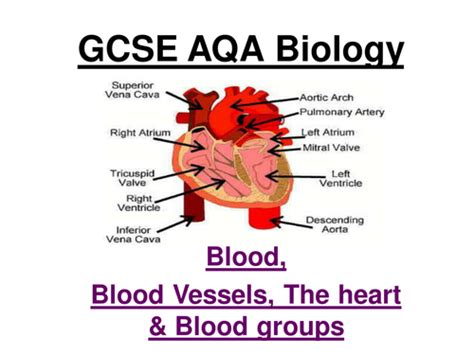 Gcse Aqa Biology Blood Blood Vessels The Heart And Blood Groups 21