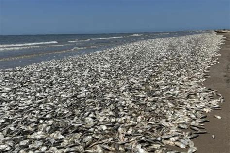 Tens Of Thousands Of Dead Fish Wash Up On Texas Coast