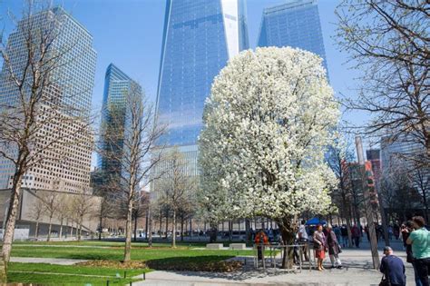 The 911 Survivor Tree The History Of Memorial Trees And Groves The