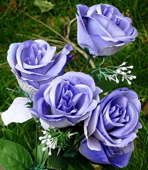 Lilac Violet Roses Free Stock Photo Public Domain Pictures